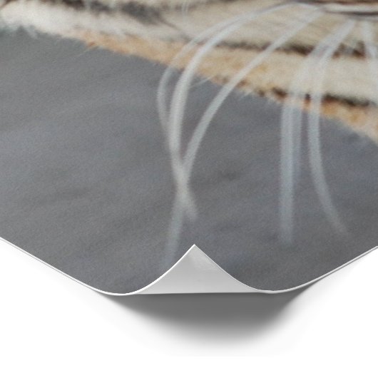 Sweet Tiger Poster (Hoek)