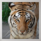 Sweet Tiger Poster (Voorkant)