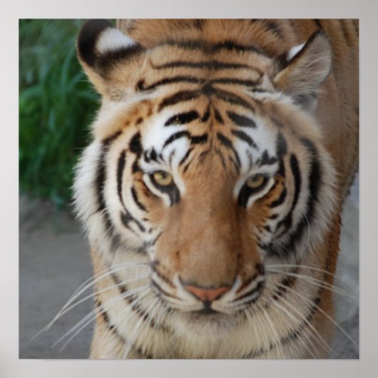 Sweet Tiger Poster (Voorkant)