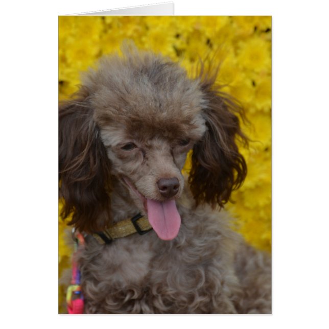 Sweet Tiny Brown Poodle (Voorkant)