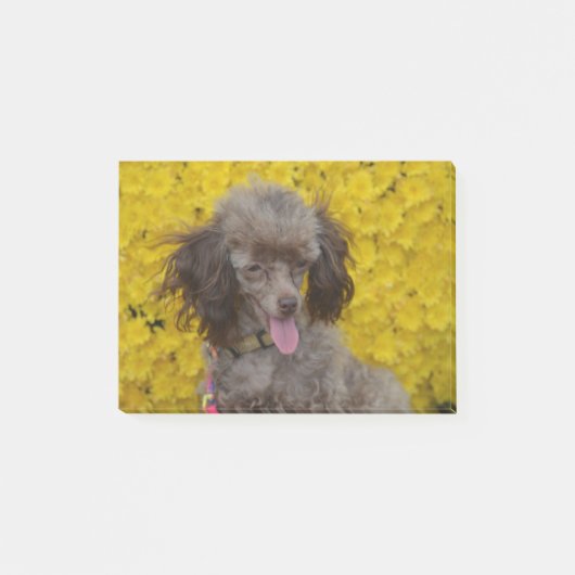Sweet Tiny Brown Poodle Post-it® Notes (Voorkant)