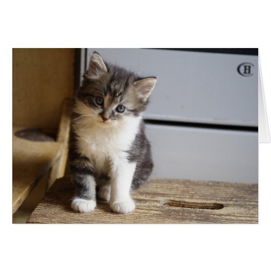 Sweet Tomcat Kitten (Voorkant Horizontaal)