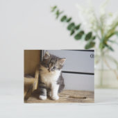 Sweet Tomcat Kitten Briefkaart (Staand voorkant)
