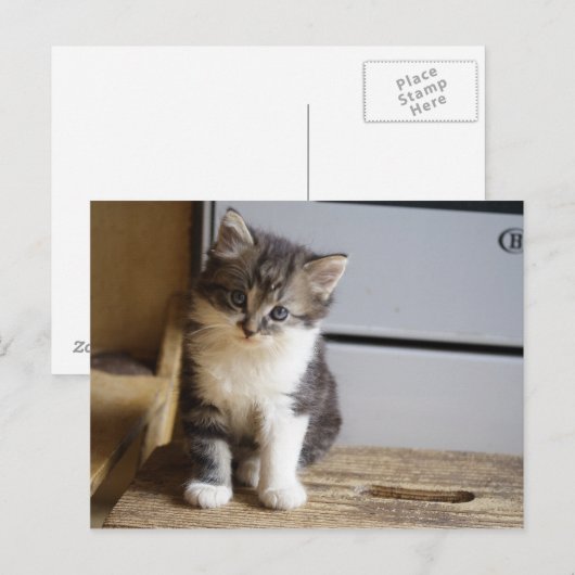 Sweet Tomcat Kitten Briefkaart (Voorkant / Achterkant)