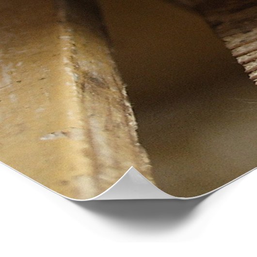 Sweet Tomcat Kitten Poster (Hoek)