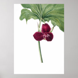Sweet Trillium Art Print van Mary Vaux Walcott