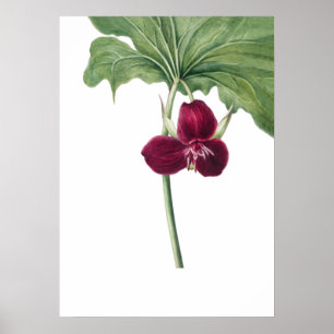 Sweet Trillium Art Print van Mary Vaux Walcott