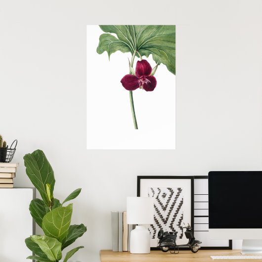 Sweet Trillium Art Print van Mary Vaux Walcott (Thuiskantoor)