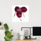  Sweet Trillium bloeiende illustratie Poster (Thuiskantoor)