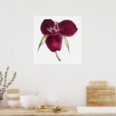  Sweet Trillium bloeiende illustratie Poster (Keuken)