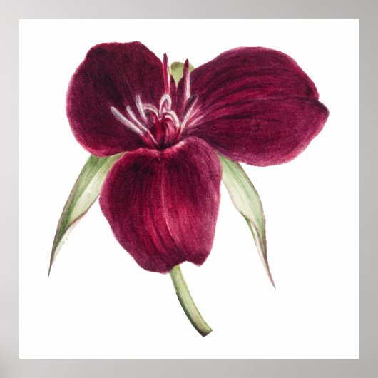  Sweet Trillium bloeiende illustratie Poster (Voorkant)