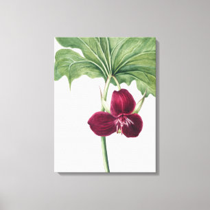 Sweet Trillium Botanical Print: Natuur vastleggen Canvas Afdruk