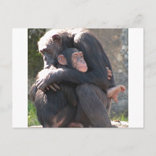 Sweet! Twee Chimpansees delen een liefdevol hug Briefkaart (Voorkant)