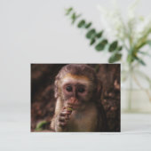 Sweet Vervet Monkey Baby Briefkaart (Staand voorkant)
