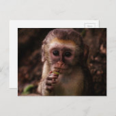 Sweet Vervet Monkey Baby Briefkaart (Voorkant / Achterkant)