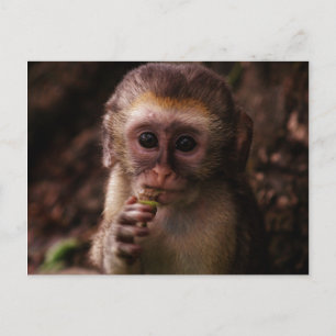Sweet Vervet Monkey Baby Briefkaart