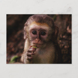 Sweet Vervet Monkey Baby Briefkaart