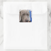 Sweet Weimaraner Dog Stickers (Tas)
