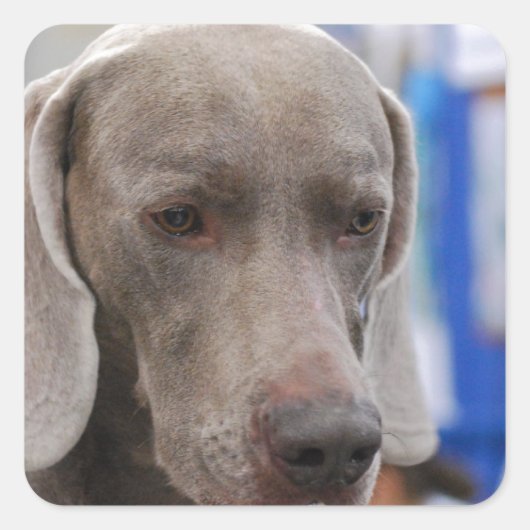 Sweet Weimaraner Dog Stickers (Voorkant)