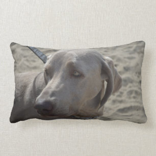 Sweet Weimaraner Kussen