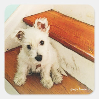 Sweet Westie Puppy Zittend op een Stap Vierkante Sticker