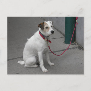 Sweet White Mongrel Briefkaart