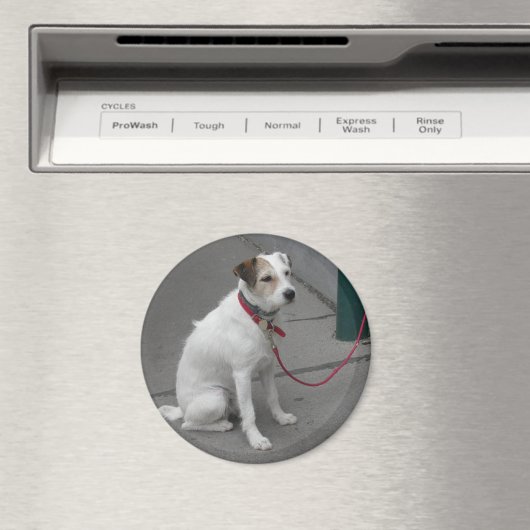 Sweet White Mongrel Magneet (Insitu (Vaatwasser))