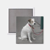Sweet White Mongrel Magneet (Voorkant / Achterkant)