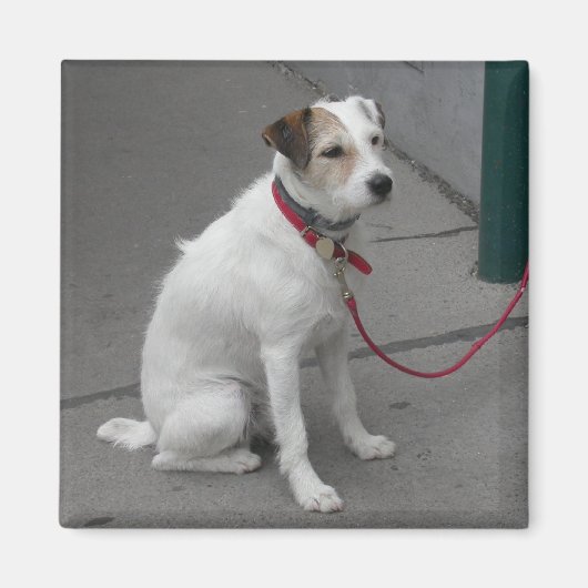 Sweet White Mongrel Magneet (Voorkant)