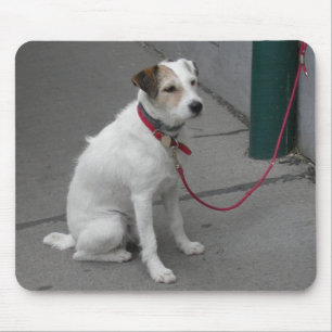 Sweet White Mongrel Muismat