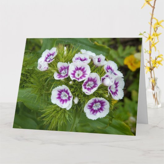 Sweet William Flower Kaart (Gele Bloem)