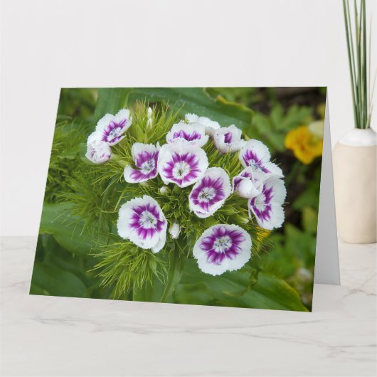 Sweet William Flower Kaart (Voorkant)