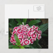 Sweet William Flowers Briefkaart (Voorkant / Achterkant)