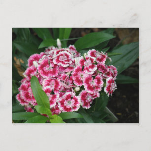 Sweet William Flowers Briefkaart