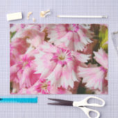 Sweet William Flowers Tissuepapier (Craft)
