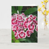 Sweet William Flowers Wenskaart Kaart (Gele Bloem)