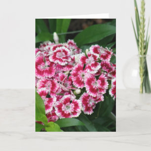 Sweet William Flowers Wenskaart Kaart