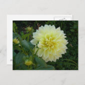 Sweet Yellow Dahlia Briefkaart (Voorkant / Achterkant)
