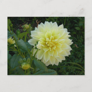 Sweet Yellow Dahlia Briefkaart