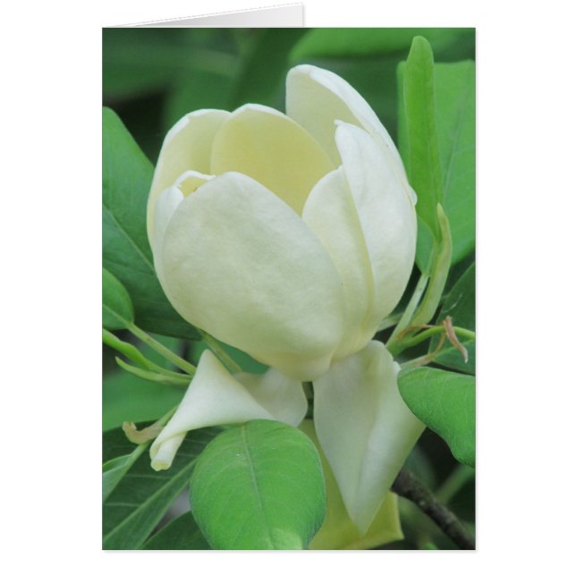 Sweetbay Magnolia (Voorkant)