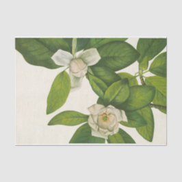 Sweetbay van Mary Vaux Walcott Tissuepapier