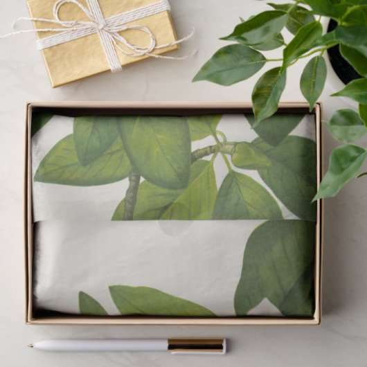 Sweetbay van Mary Vaux Walcott Tissuepapier (Geschenk)