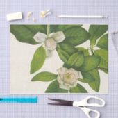 Sweetbay van Mary Vaux Walcott Tissuepapier (Craft)