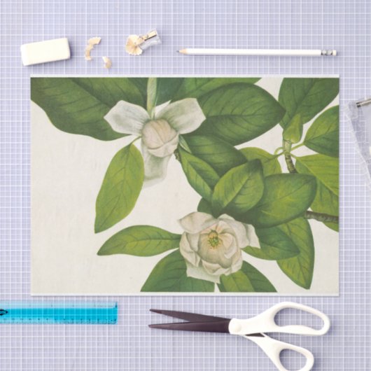 Sweetbay van Mary Vaux Walcott Tissuepapier (Craft)