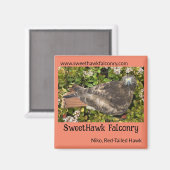 SweetHawk Falconry Niko Red-Tailed Hawk 2x2 Magnee Magneet (Voorkant / Achterkant)
