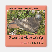 SweetHawk Falconry Niko Red-Tailed Hawk 2x2 Magnee Magneet (Voorkant)