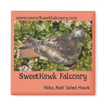 SweetHawk Falconry Niko Red-Tailed Hawk 2x2 Magnee