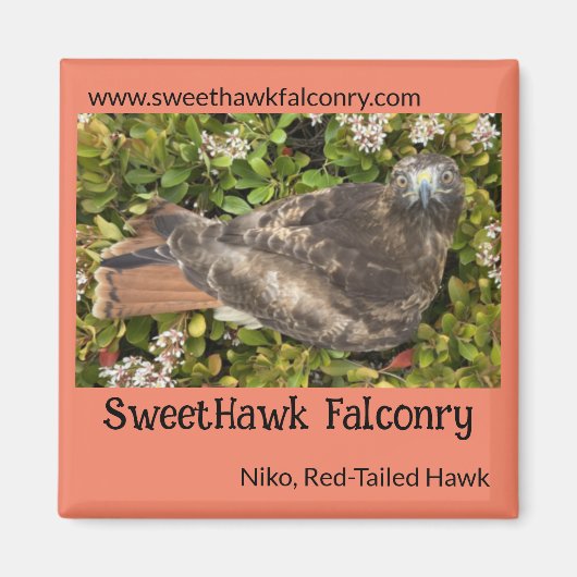 SweetHawk Falconry Niko Red-Tailed Hawk 2x2 Magnee Magneet (Voorkant)