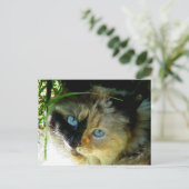 Sweetie Pie Briefkaart