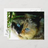 Sweetie Pie Briefkaart